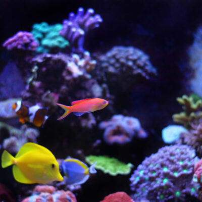 aquarium with soft water from culligan water